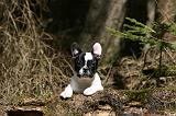 BOULEDOGUE FRANCAIS 1125